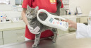 Keine Registrierungspflicht für Katzen?