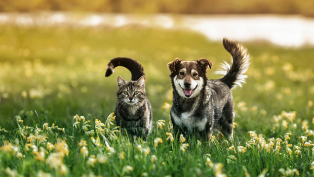 Das neue Futter mit Seidenraupenprotein gibt es für Hunde und Katzen.