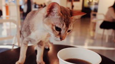 Neues Katzencafé eröffnet in Karlsruhe