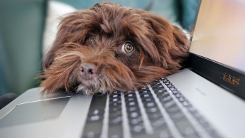 Jeder fünfte Hund geht mit ins Büro Jeder fünfte Hund geht mit ins Büro
