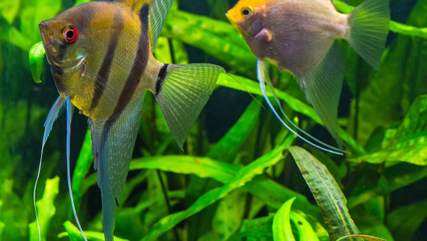 Die neue pet ist da Die neue pet ist da