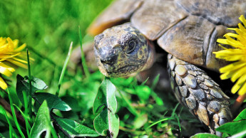 Bedrohte Schildkröten