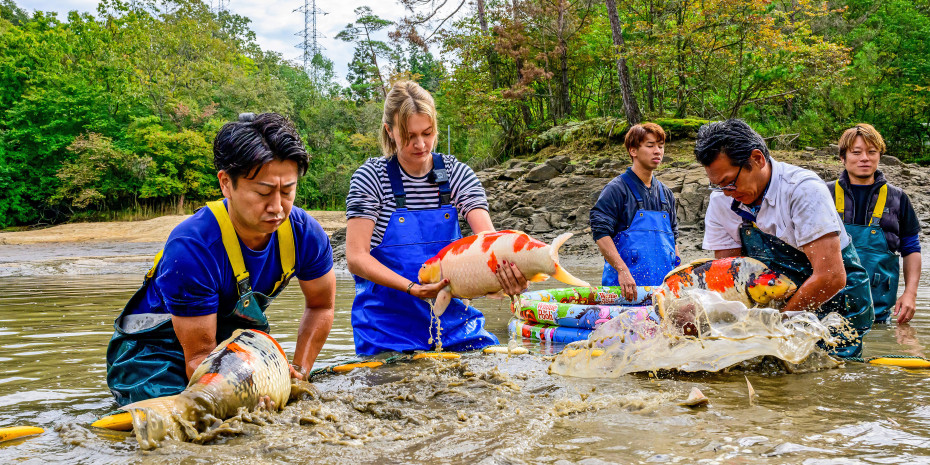 Ikeage – bei der „Koi-Ernte“ auf der Konisho-Koi-Farm in Japan holen Lisa-Marie Kammerer und das Team die Tiere aus dem Naturteich.