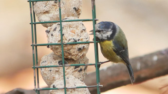 Stunde der Gartenvögel im Mai