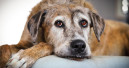 Neue Leitlinie zur Demenz beim Hund