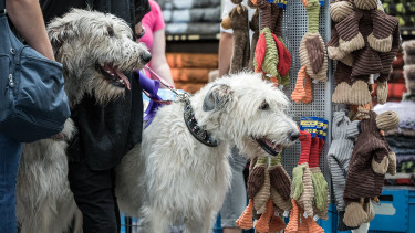 Messe Hund und Co. startet im Juni 