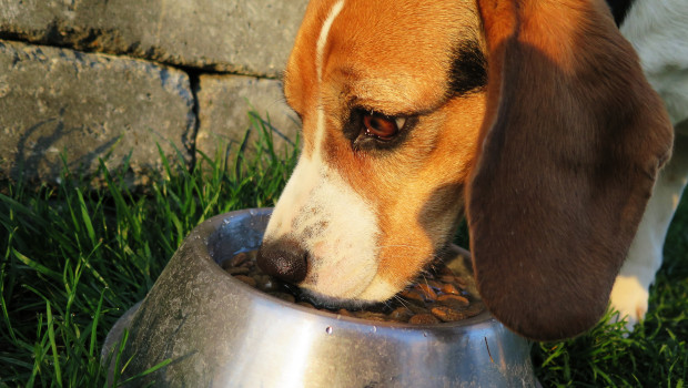 Der Konsum von Feucht- und Trockenfutter bei Hunden liegt demnach relativ gleich auf. Foto: Pixabay/eminens