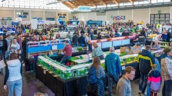 Aqua-Fisch: Live-Aquascaping, Kampffisch-Auktionen und große Fischbörse