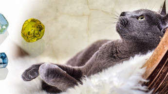 Tierbestattung: Diamant aus dem Lieblings-Heimtier Tierbestattung: Diamant aus dem Lieblings-Heimtier