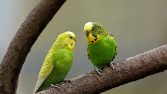 Fachsymposium zur Ziervogelhaltung