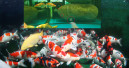 JBL informiert über veränderten Kot bei Fischen