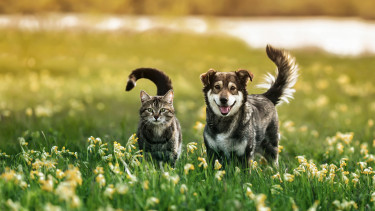 Seidenraupenprotein bei Fressnapf