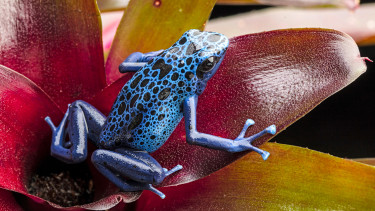 Pfeilgiftfrosch wird Heimtier des Jahres 2026