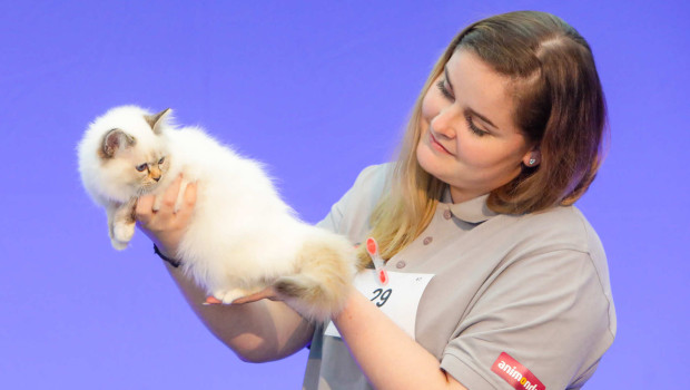 Höhepunkt im Themenbereich Katze ist die Edelkatzenausstellung mit drei Best-In-Shows mit 600 Katzen.