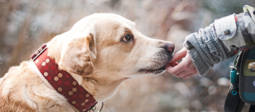 Ein Stück vom Glück
