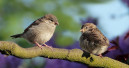 Die Stunde der Wintervögel startet