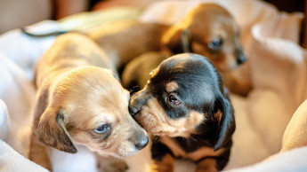 Hunter kooperiert mit Hundevermittlungsplattform edogs