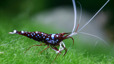 Neue Caridina nach Dennerle benannt