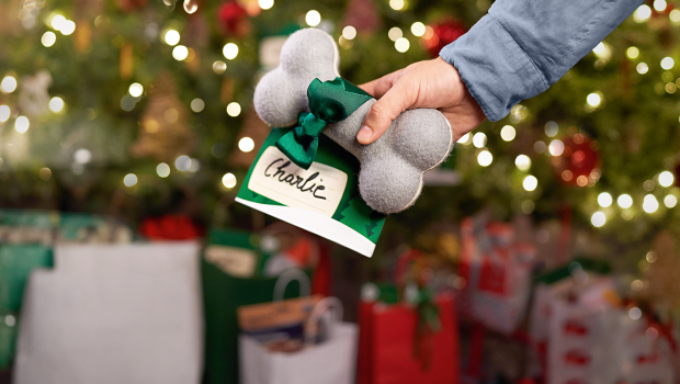 In Polen, Frankreich und Deutschland sind sich die Tierhalter einig: Für ihre tierischen Lieblinge liegen vorrangig Leckerlies und Spielzeuge unterm Weihnachtsbaum.