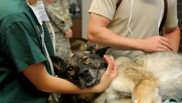 630 Mio. Euro mit Hunde- und Katzenversicherungen