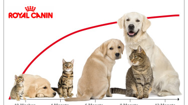 Royal Canin führt Newsletter ein