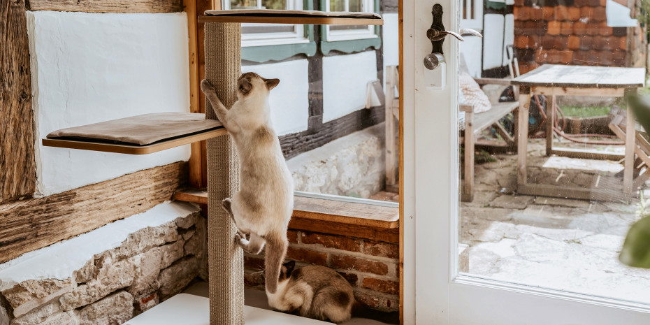 Mit Stylecats bedient Hunter inzwischen auch das Segment Katze.