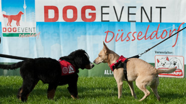 Dog-Event in Düsseldorf