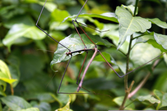 Die Gespenstschrecken oder Phasmiden sind eine Ordnung pflanzenfressender Insekten. 