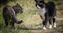 Die beliebtesten Katzenrassen 2024 in Deutschland
