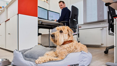 Purina wirbt zum Bürohundetag für Hunde am Arbeitsplatz