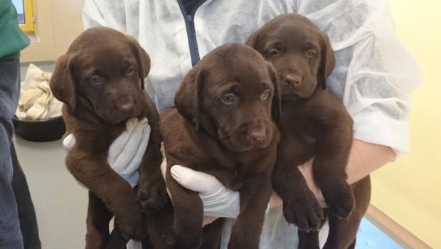 Kennzeichnungspflicht für Heimtiere gefordert Kennzeichnungspflicht für Heimtiere gefordert