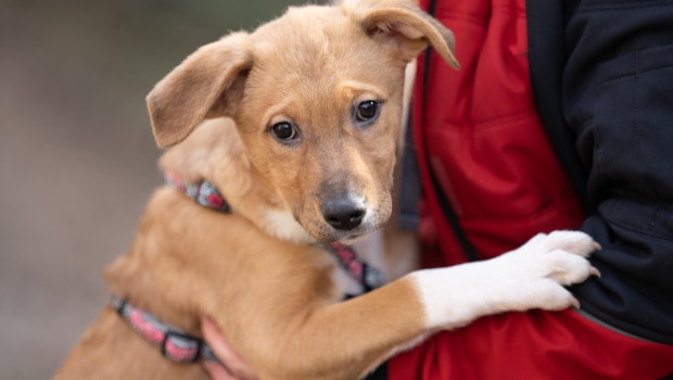 Die Tierschutzorganisation Vier Pfoten fordert eine bundesweite Kennzeichnungs- und Registrierungspflicht für Hunde und Katzen sowie eine Identitätsprüfung auf allen Online-Verkaufsplattformen.