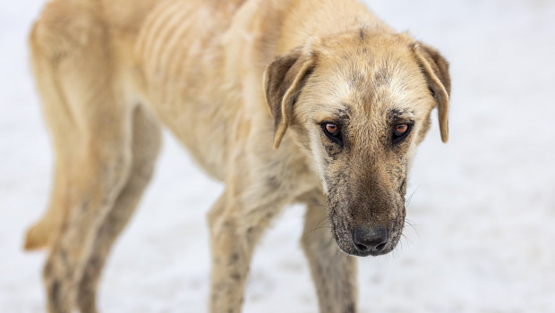 Ziel ist es, online bis zum 5. Januar 2,4 Millionen Tagesrationen Futter für Tiere in Not zu sammeln.