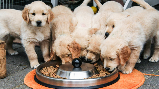 Die Plattform soll gesunde Hundezucht unterstützen. Die Plattform soll gesunde Hundezucht unterstützen.