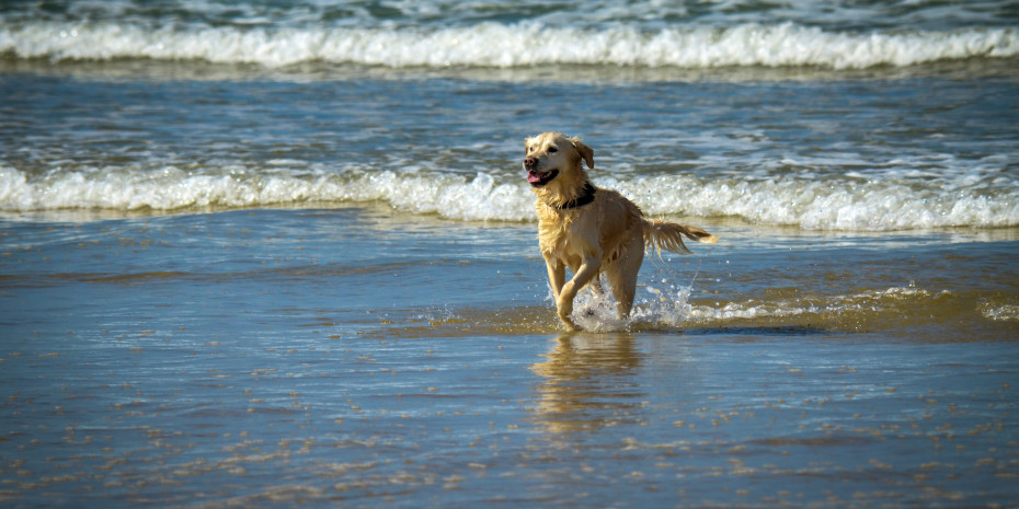 Hundehalter gelten als treue, zahlungskräftige Gäste. Sie planen ihren Urlaub lange im Voraus und buchen dort, wo ihre Vierbeiner mehr als willkommen sind. Auf Platz 1 der Reiseziele liegt Deutschland.&nbsp;