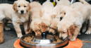 Agria unterstützt neue Plattform für Hundegesundheit