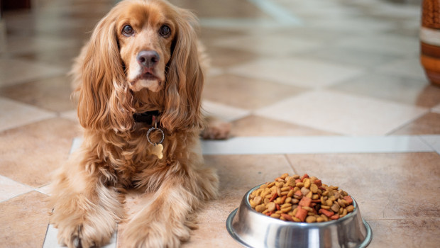 Für Hunde gibt es offenbar keinen Grund zum Katzenjammer: Die meisten ihrer Besitzer wollen ihnen auch weiterhin Qualitätsfutter zum Fressen geben.