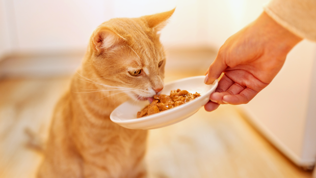 IAMS IAMS