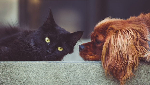 Auch 2022 blieben Katze und Hund die beliebtesten Heimtiere Deutschlands. 