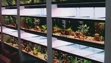 "Aquaristik-Probleme sind hausgemacht"