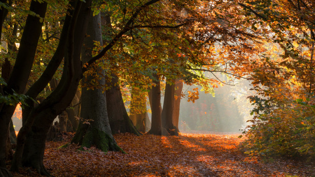 Die Deutsche Wildtierstiftung schützt Flächen wie diese – Das Futterhaus spendet. Die Deutsche Wildtierstiftung schützt Flächen wie diese – Das Futterhaus spendet.