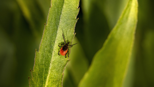 Boehringer Ingelheim Tiergesundheit arbeitet an Innovationen für die Prävention und Behandlung von Tierkrankheiten. Boehringer Ingelheim Tiergesundheit arbeitet an Innovationen für die Prävention und Behandlung von Tierkrankheiten.