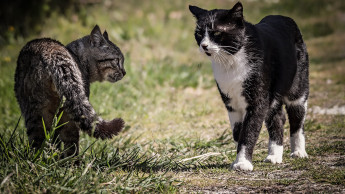 Die beliebtesten Katzenrassen 2024 in Deutschland