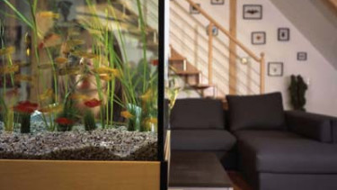 Das Aquarium im Bild