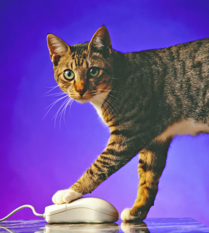 Vor allem Katzenbesitzer kaufen Produkte für ihre vierbeinigen Lieblinge online.