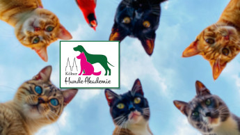 Sachkundelehrgang zur Katzenhaltung