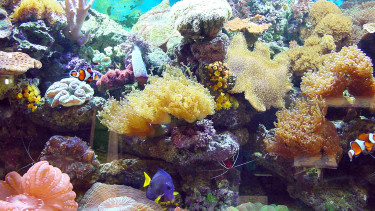 Erfolgsmodell Meerwasser?