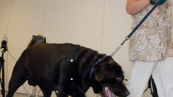 Hill`s Pet Mobility Center