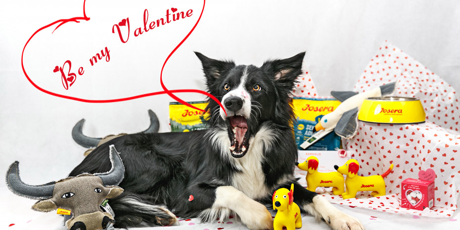 Zum Valentinstag gab es für ausgewählte Petfluencer Dinner-Pakete von Josera. Border Collie Sykes präsentierte es seinen mehr als 40.000 Follower. 
