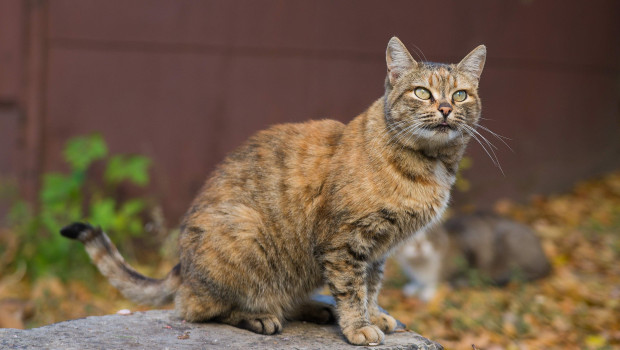 ZZF spendet an Straßenkatzen Frankfurt e.V.